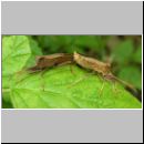 Coreus marginatus - Lederwanze 01.jpg